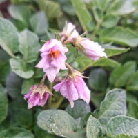Potato flowers