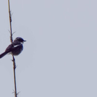 White bellied Bushchat
