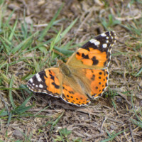 Painted Lady