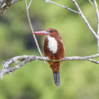White throated Kingfisher