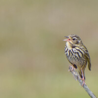 Olive backed Pipit