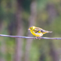 Yellow breasted Greenfinch