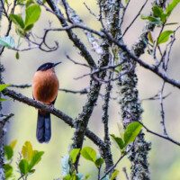 Rufous Sibia
